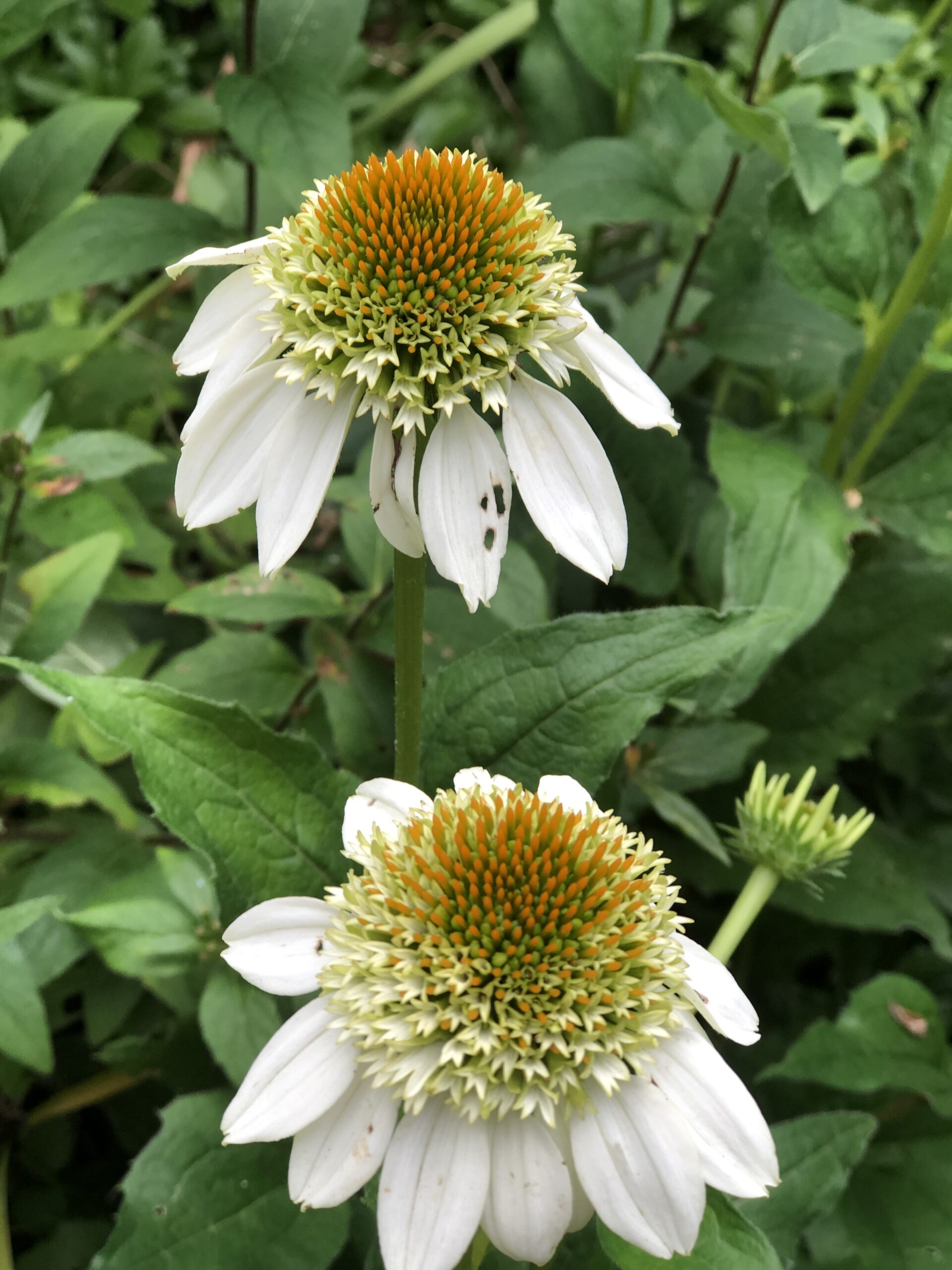 white double flowered coneflower