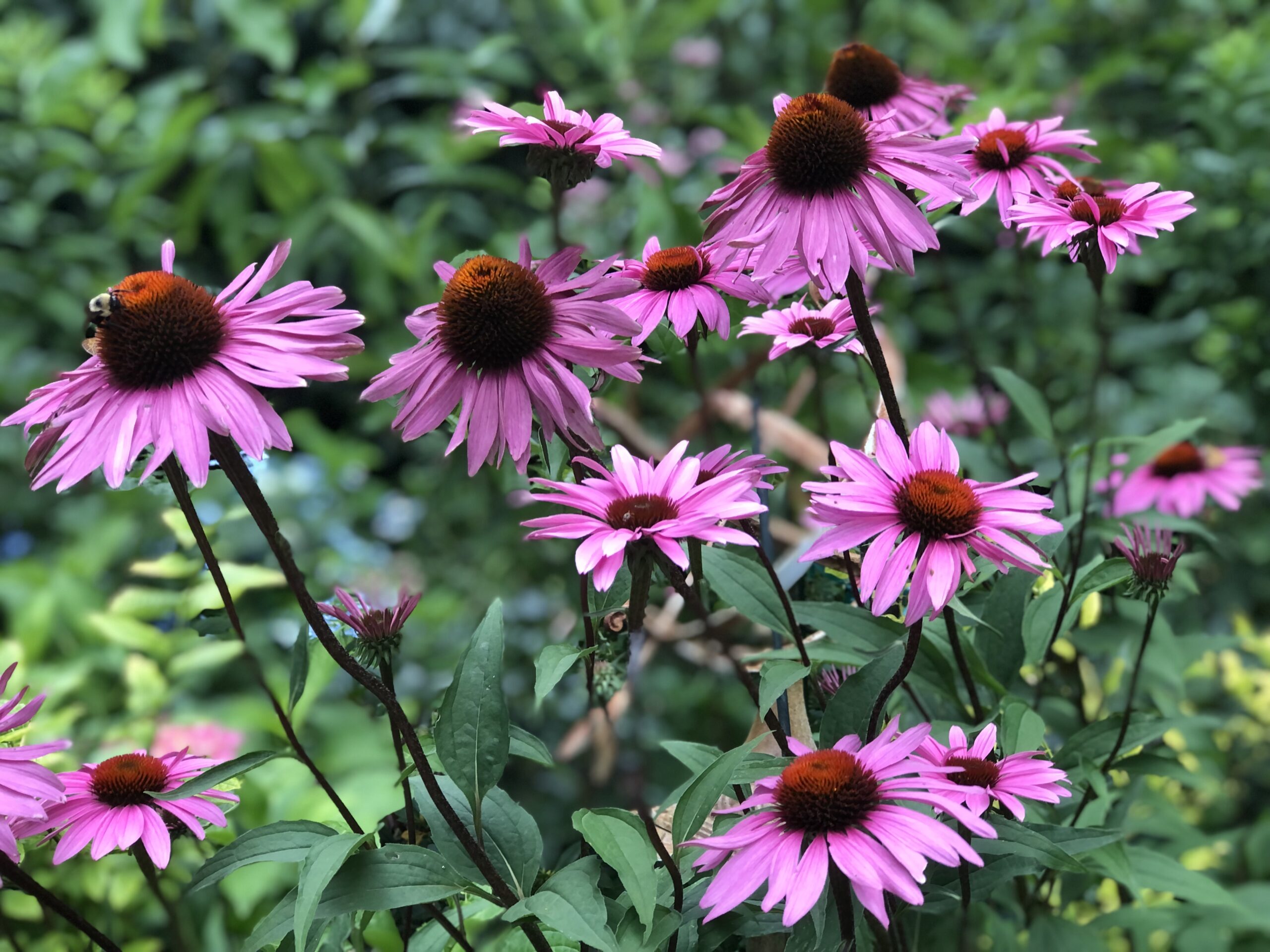 Echinacea purpurea