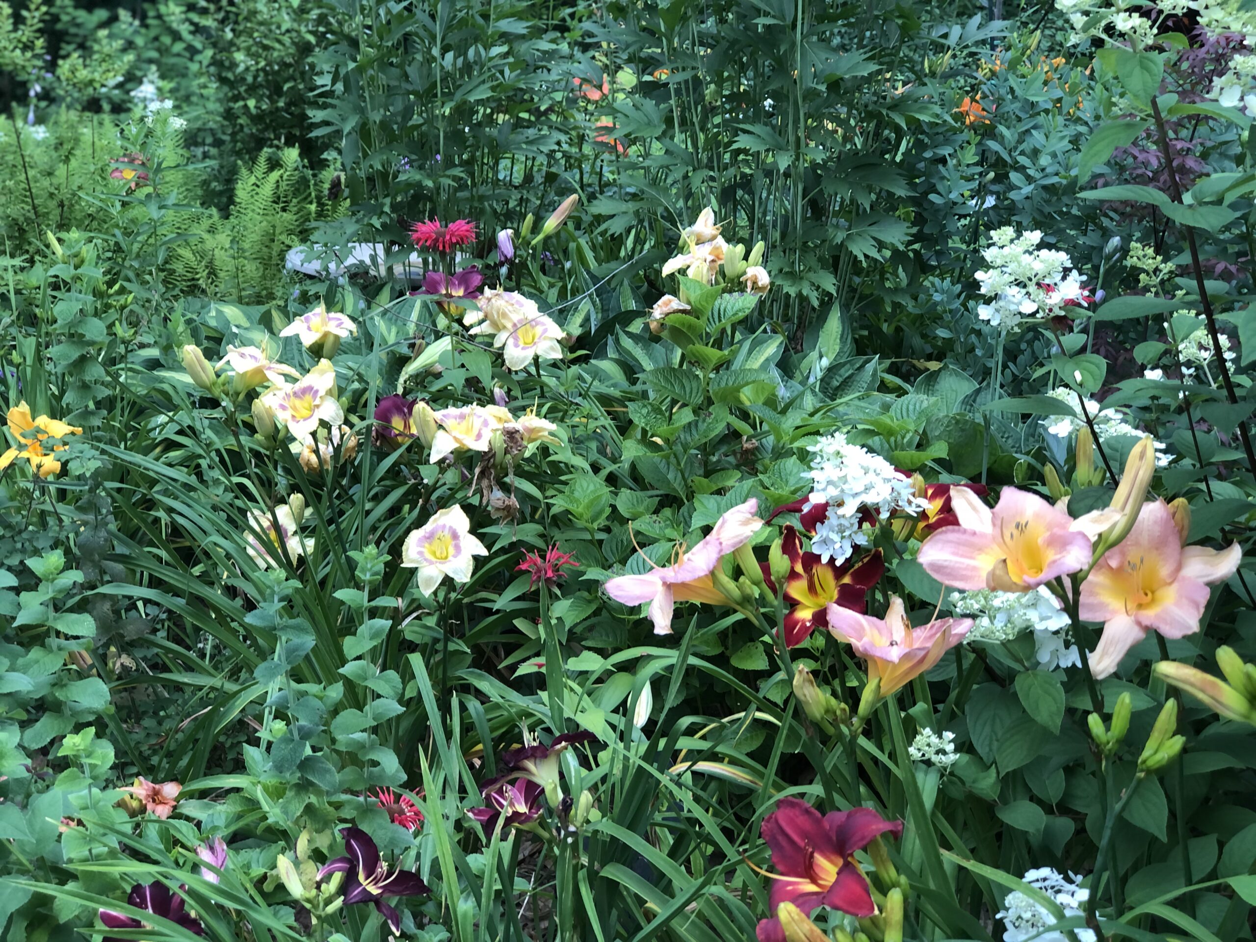 dense planting of mixed daylilies