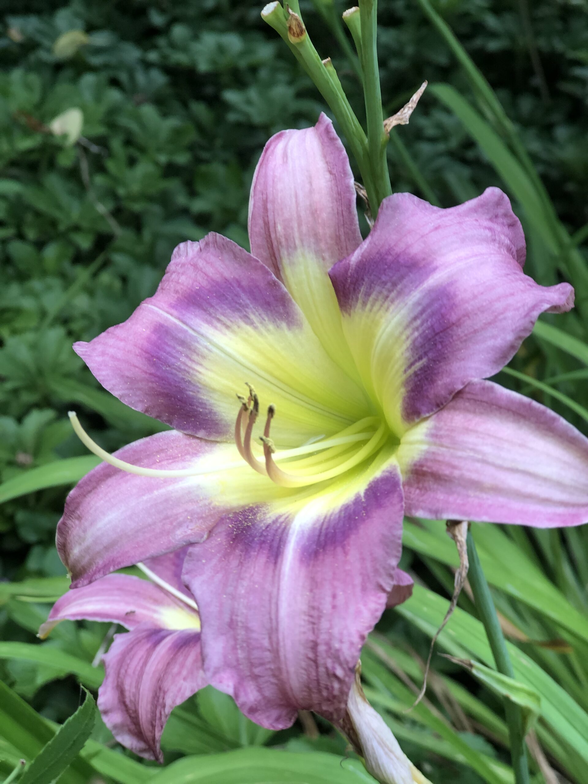 lavender daylily