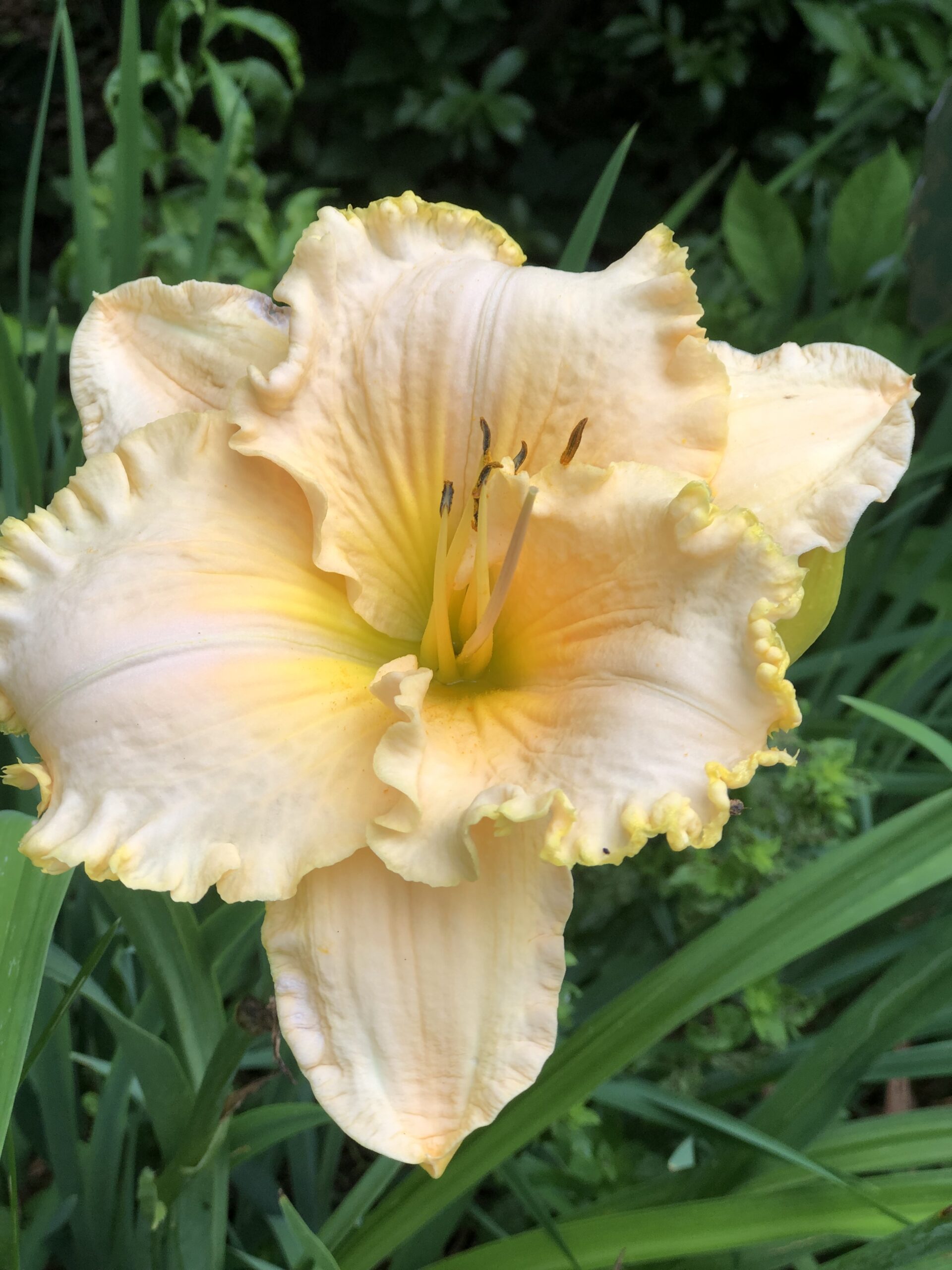 daylily with light orange ruffled flowers