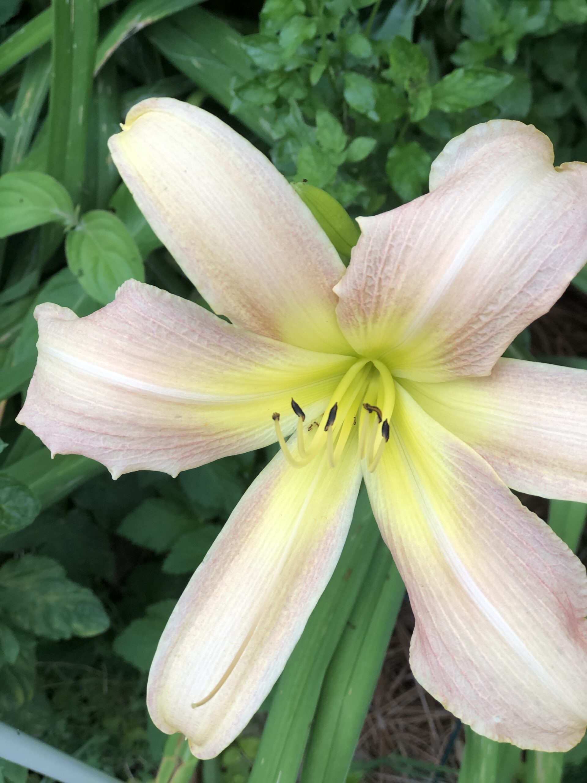 soft pink and yellow star-shaped daylily