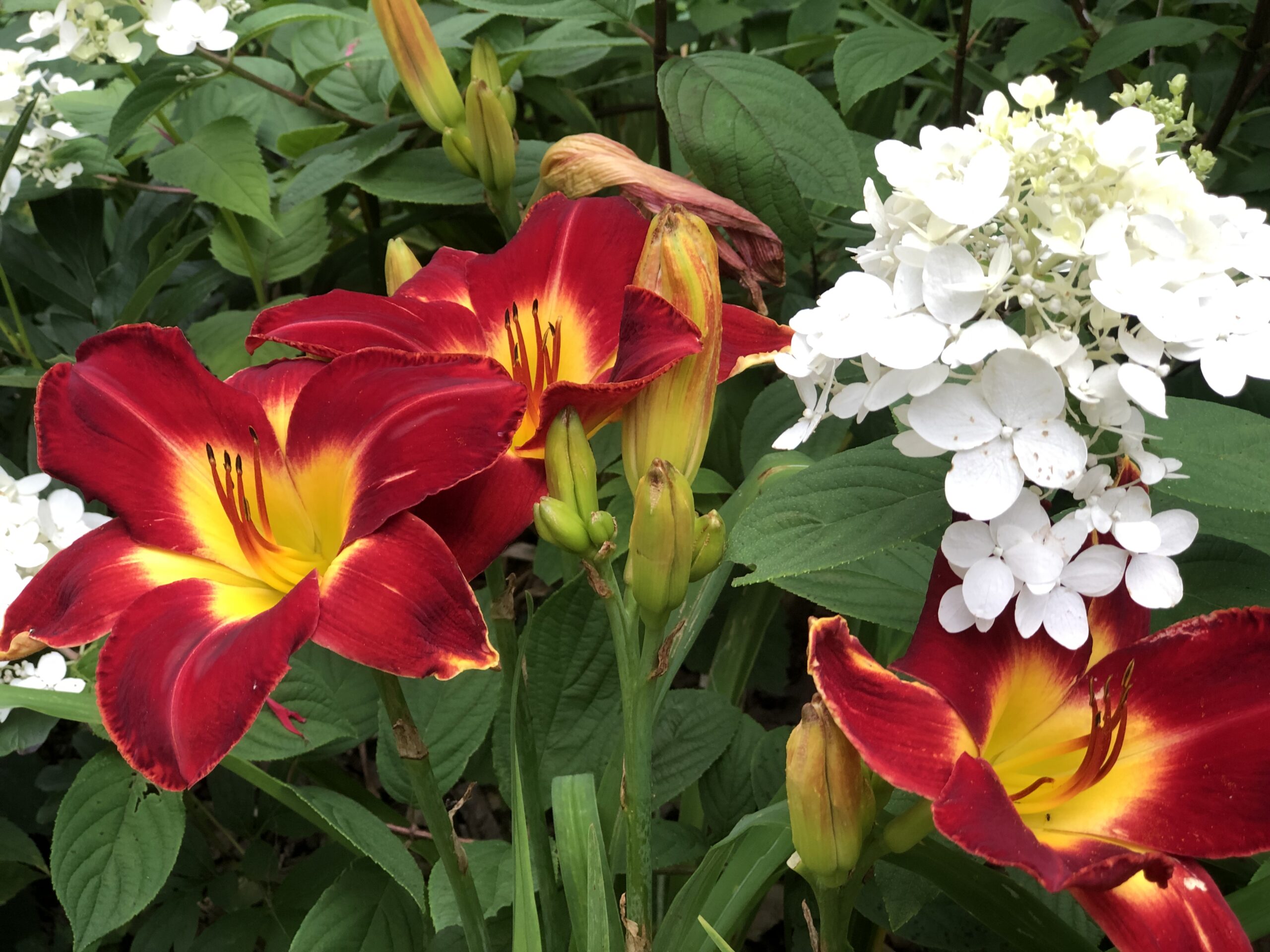 bright red daylily and a panicle hydrangea
