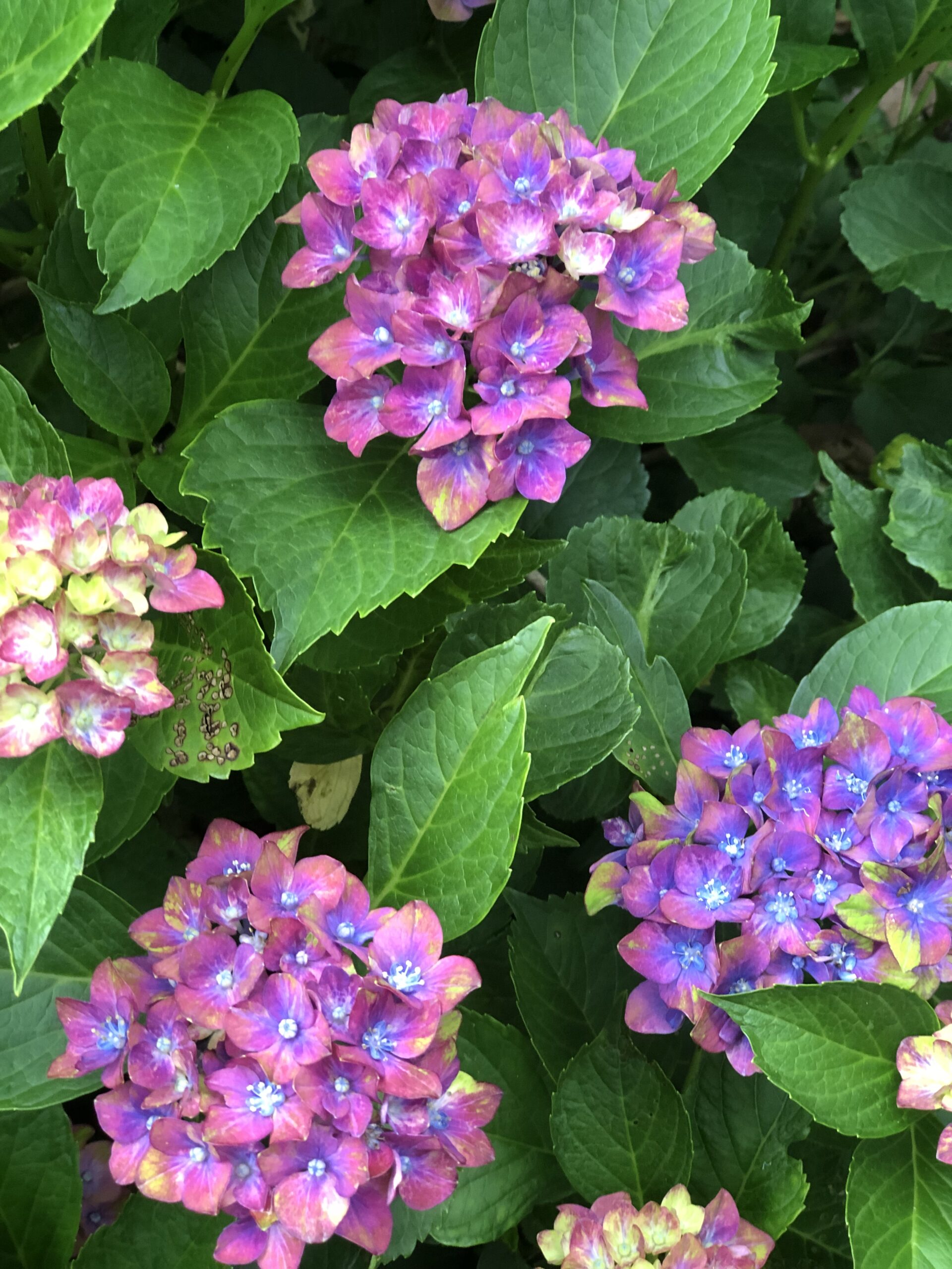 bigleaf hydrangea with multicolored blooms