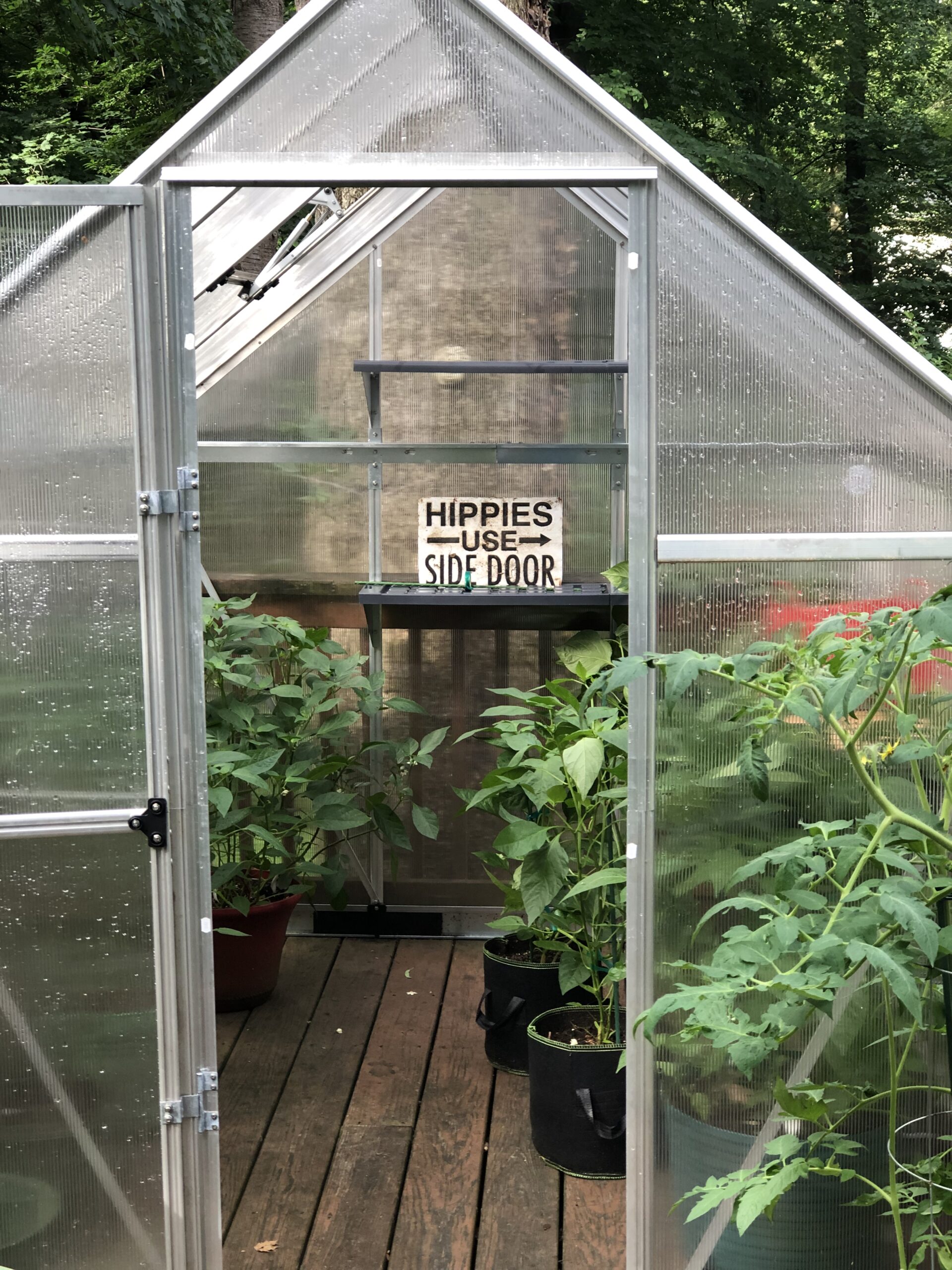 greenhouse full of pepper plants