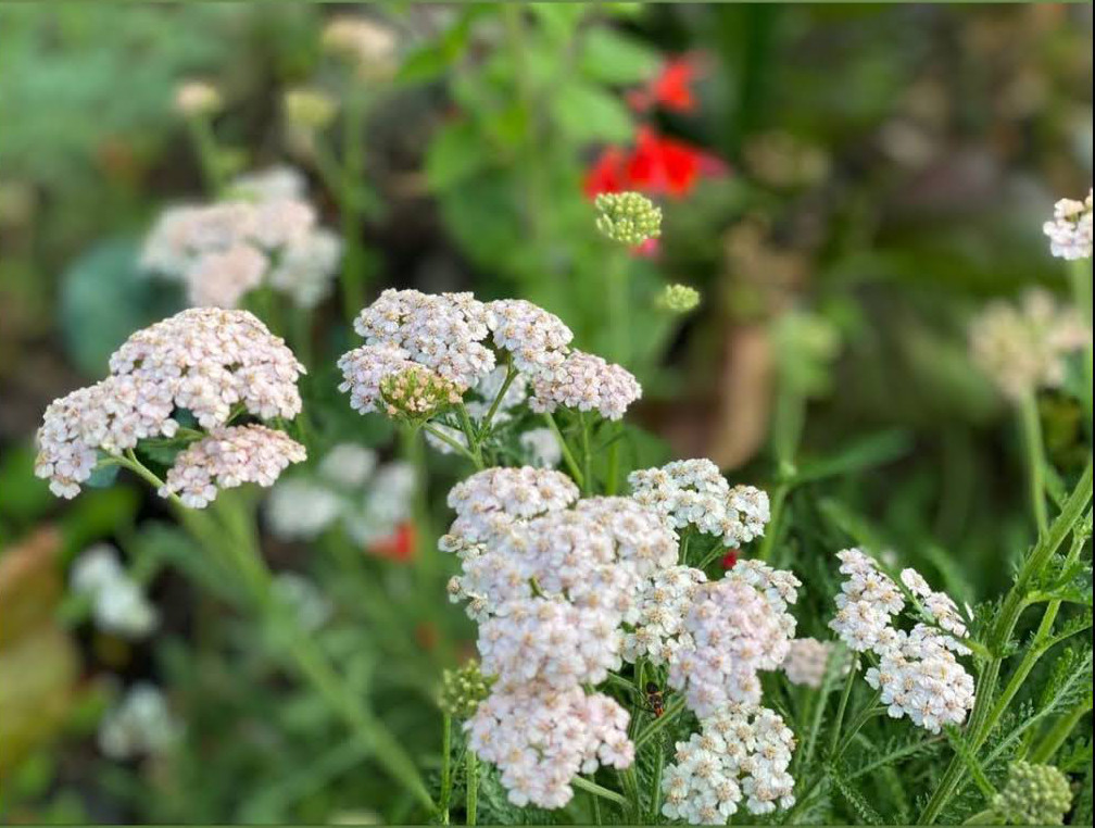 white yarrow flowers