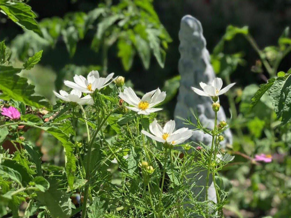 white cosmos in front of tomato plants