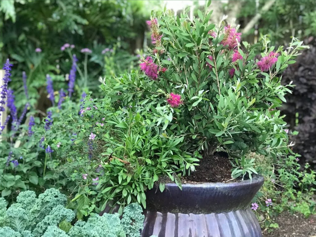 bottlebrush plant in a container