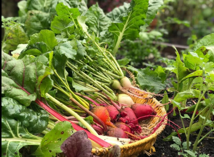 basket full of various colored beets