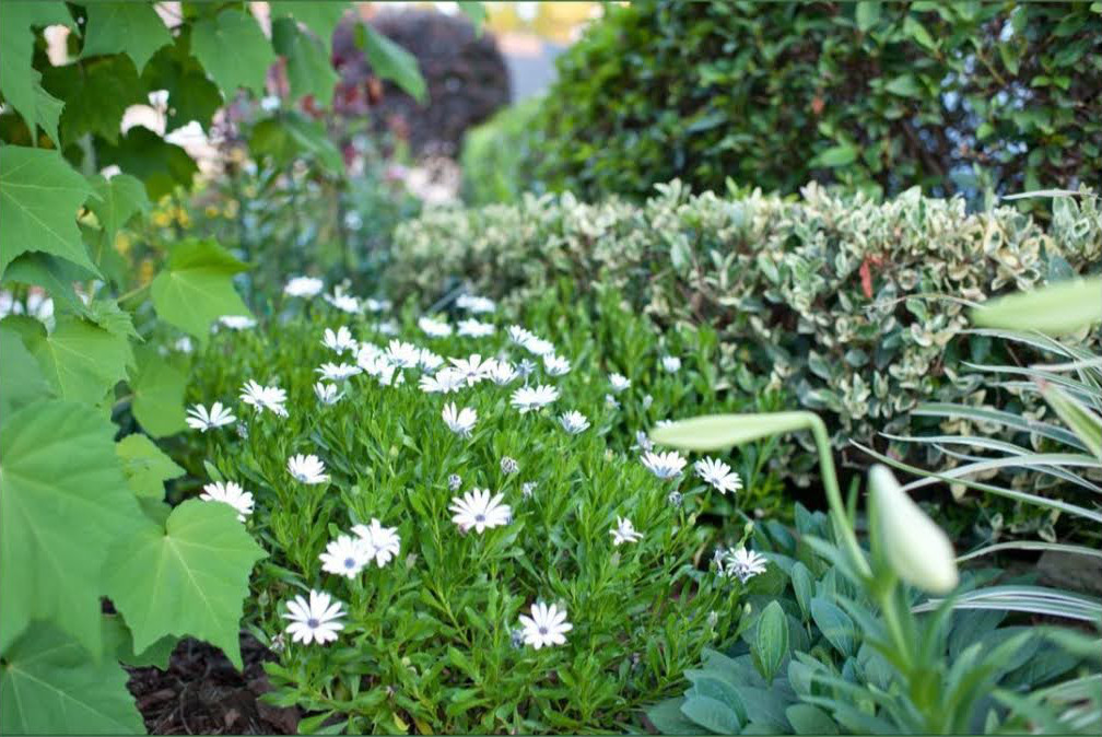 osteospermum