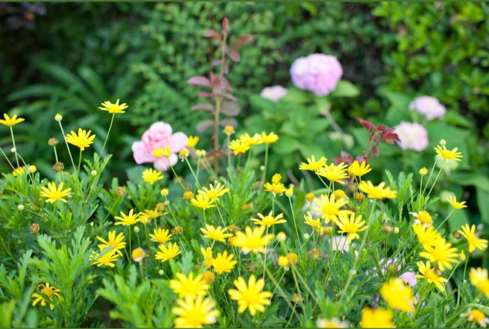 yellow daises blooming in front of pink flowers