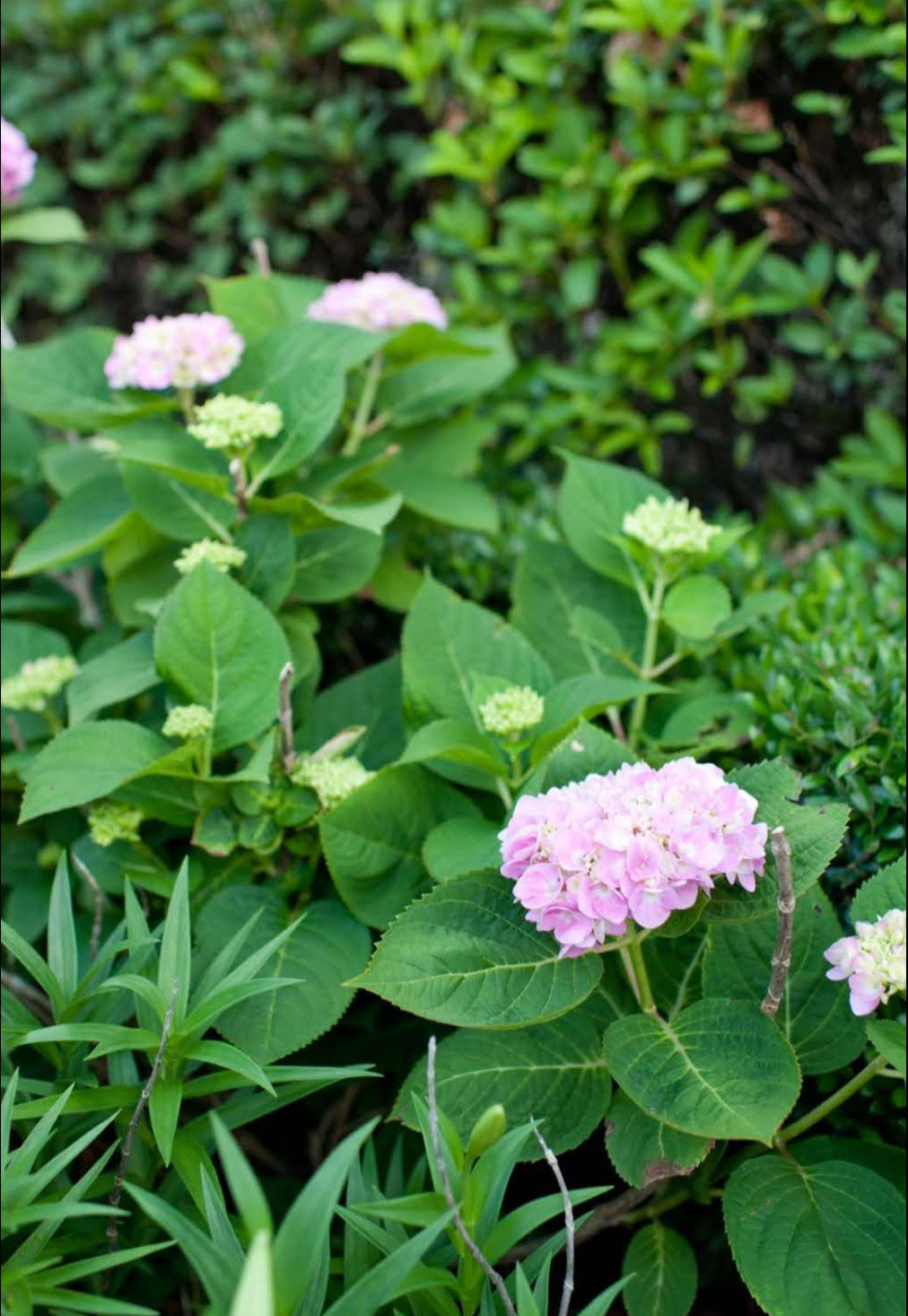 Bigleaf hydrangeas with light pink flowers