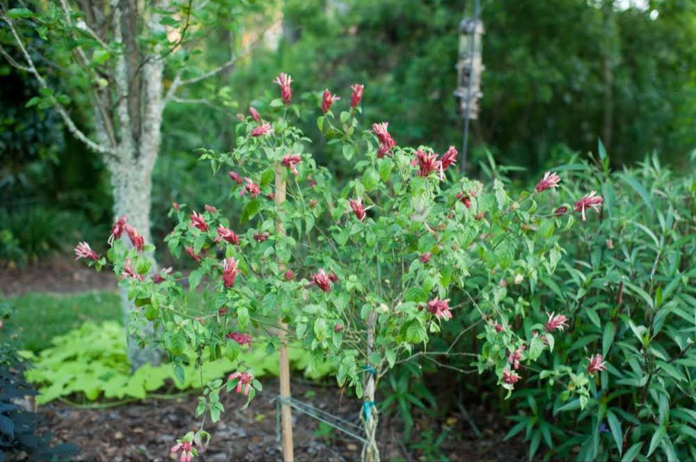 Shrimp plant