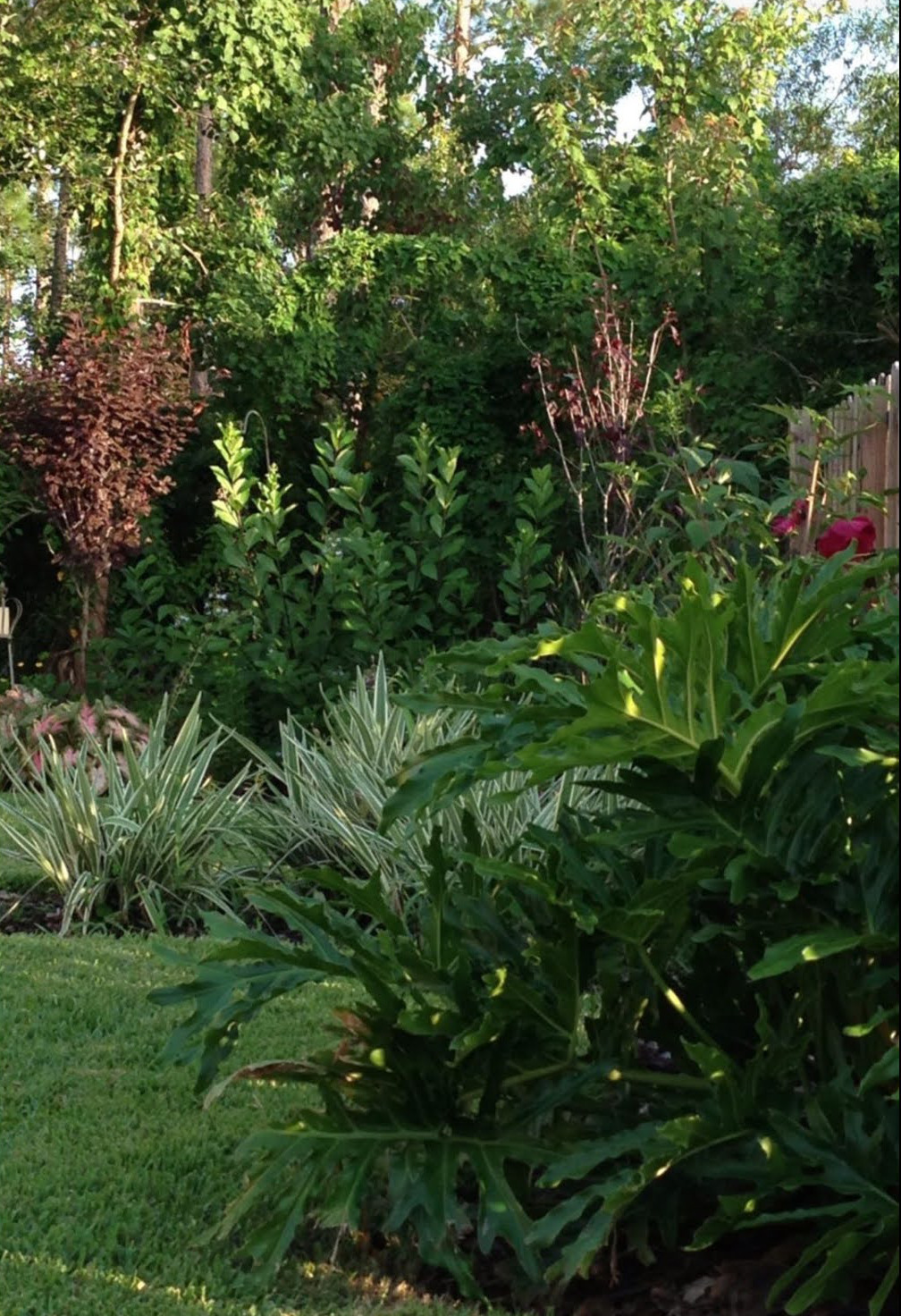 large philodendron in a garden