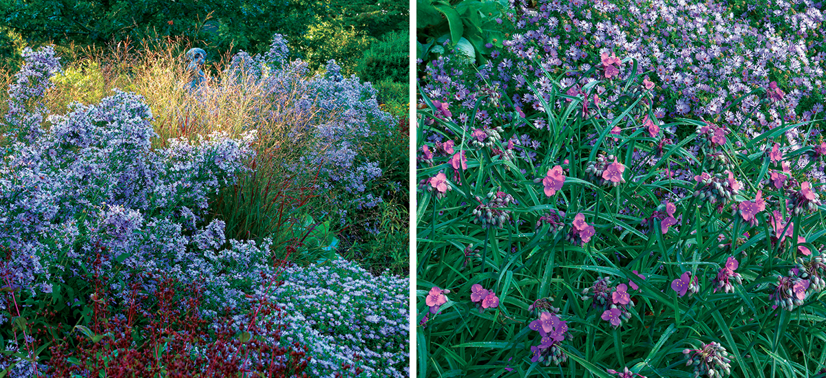 blue asters in a fall garden