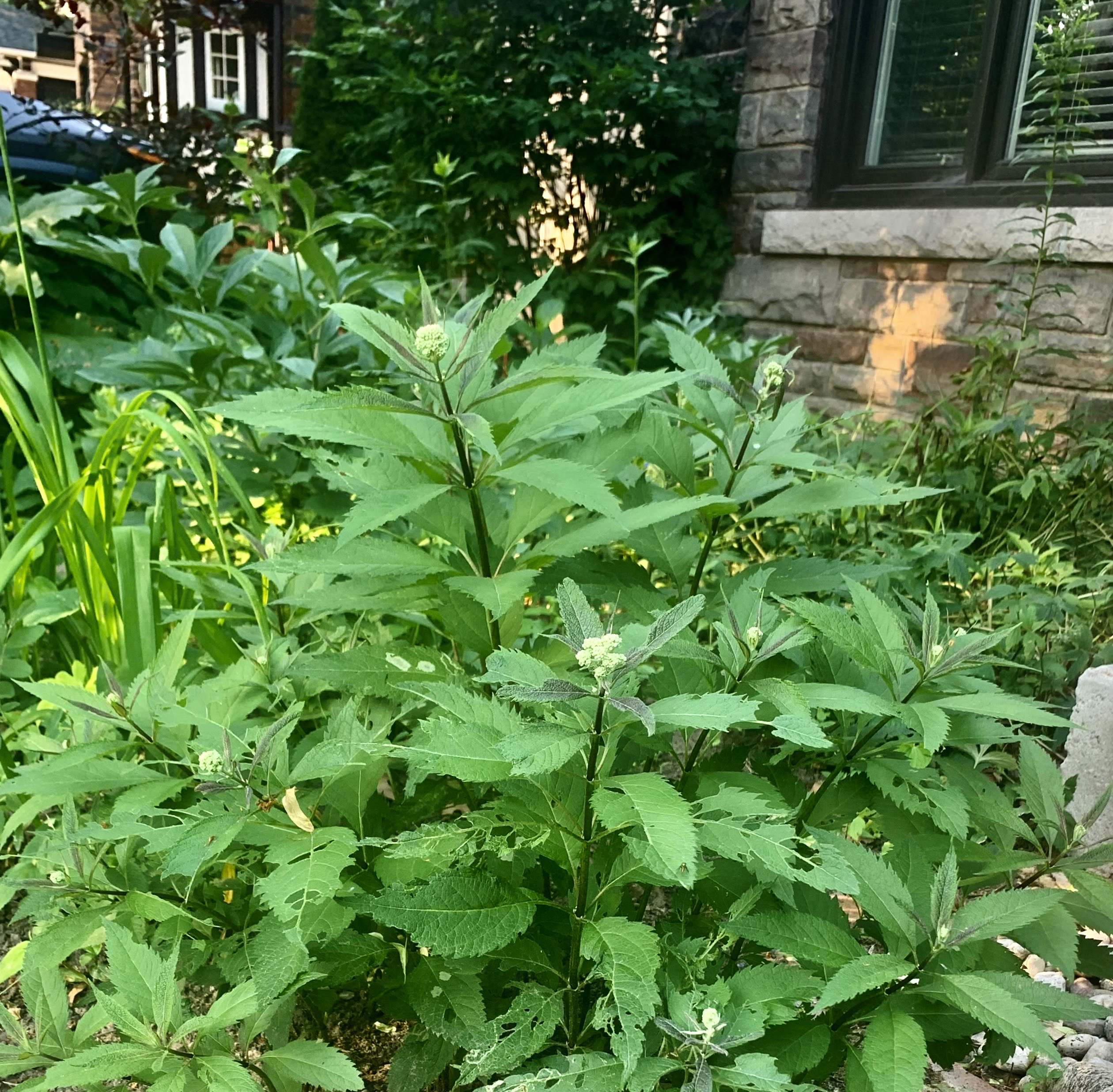 Joe Pye weed getting ready to bloom