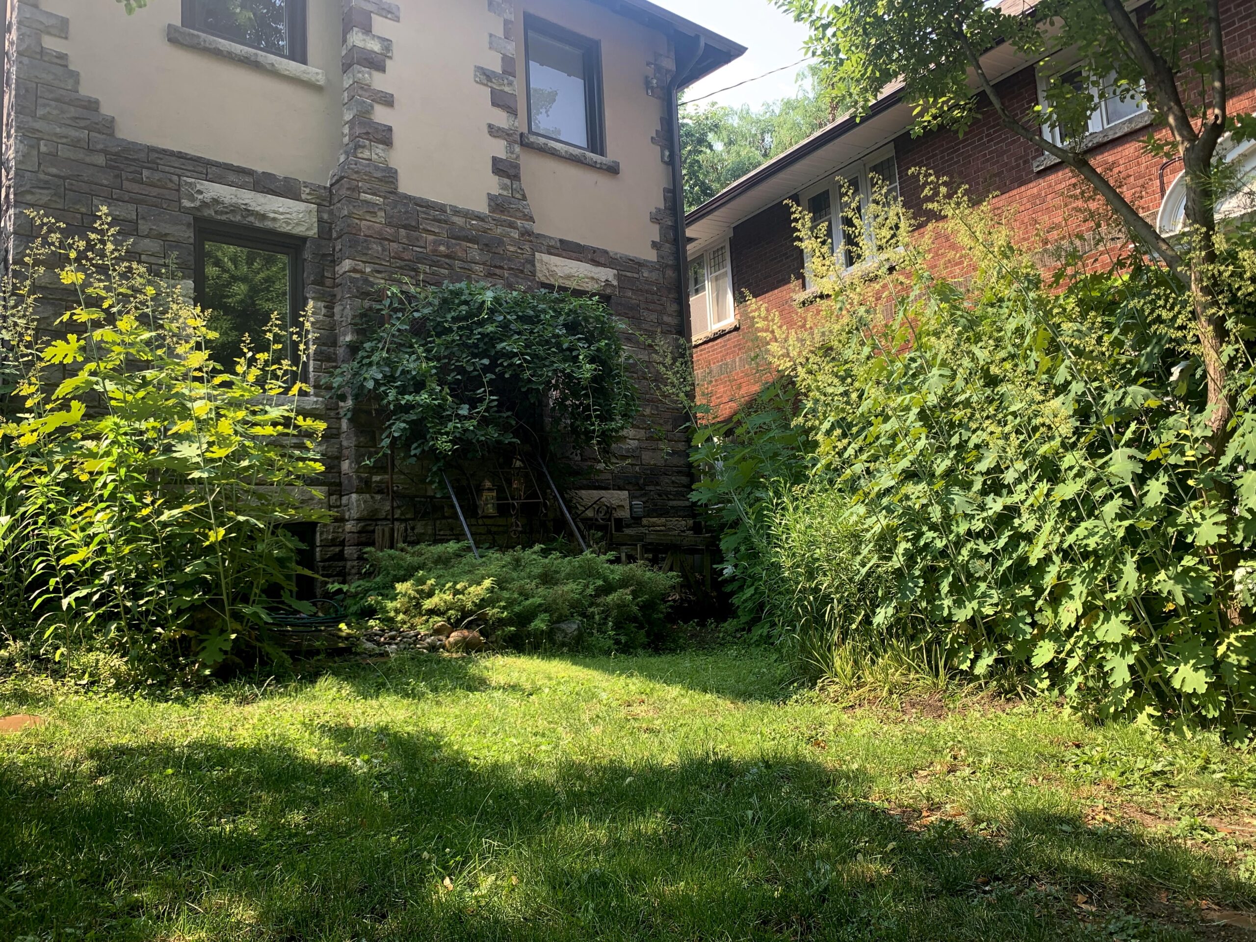 small backyard garden