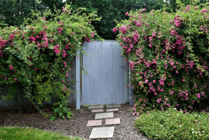 garden fence with gate covered in rambling rose