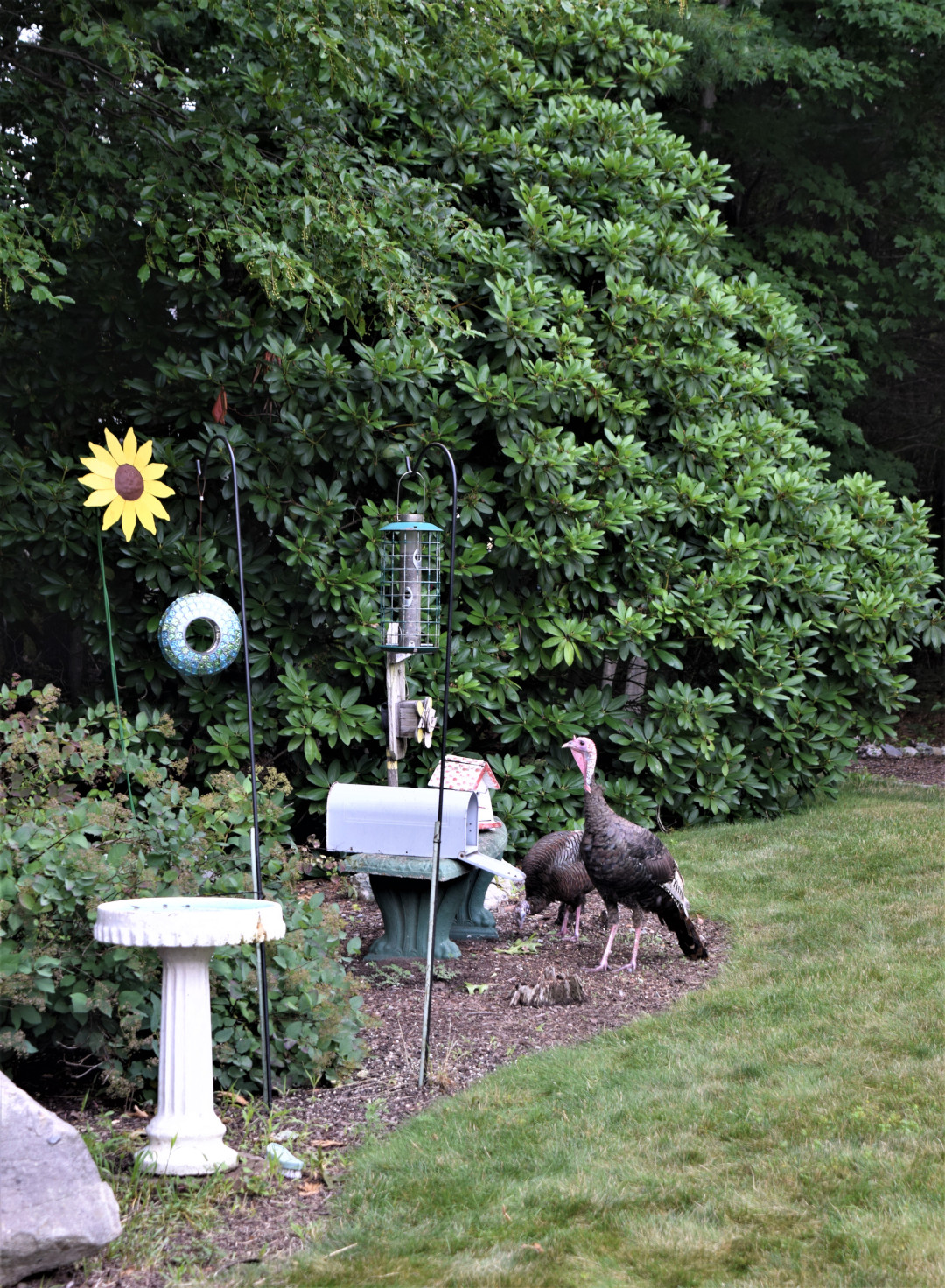 Wild turkeys in a garden