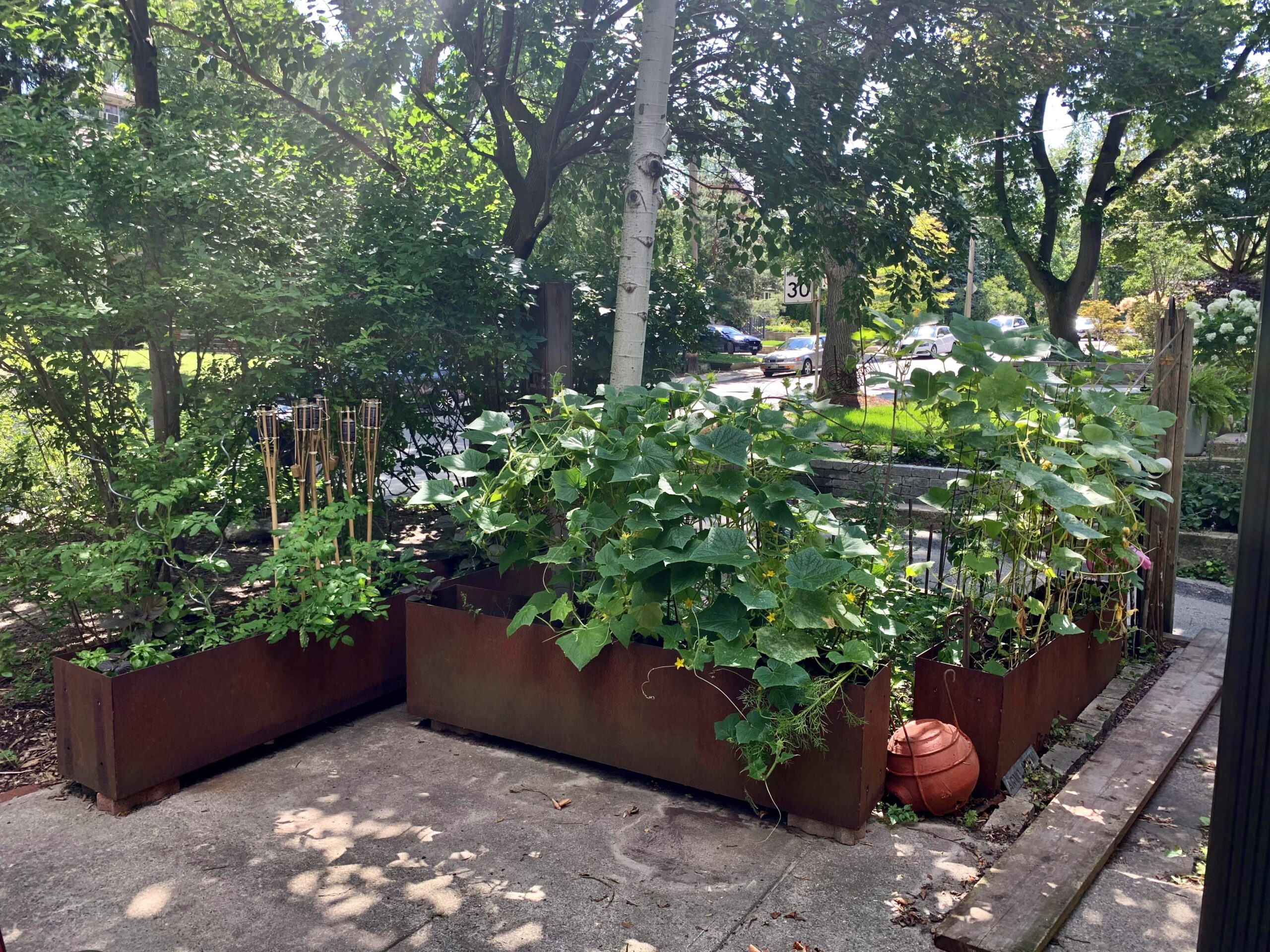 veggie garden with rusted steel planters