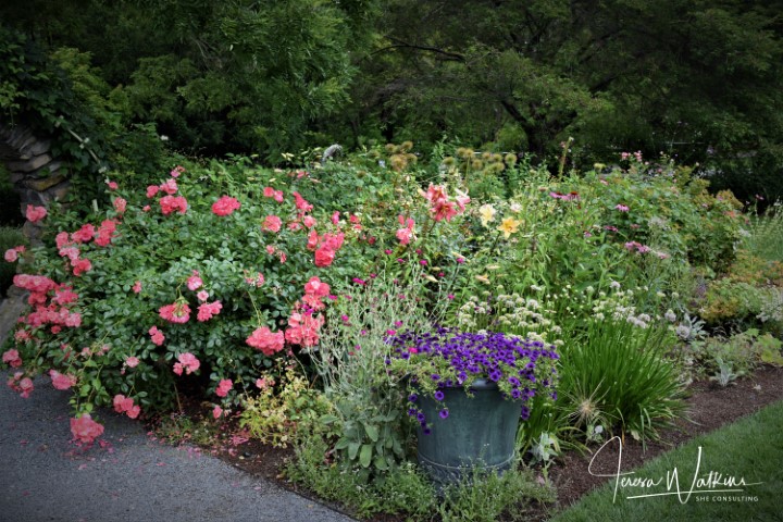 garden bed with pink roses and purple petunias