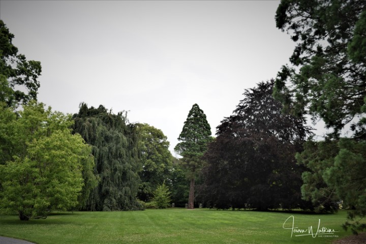 landscape with lots of different trees