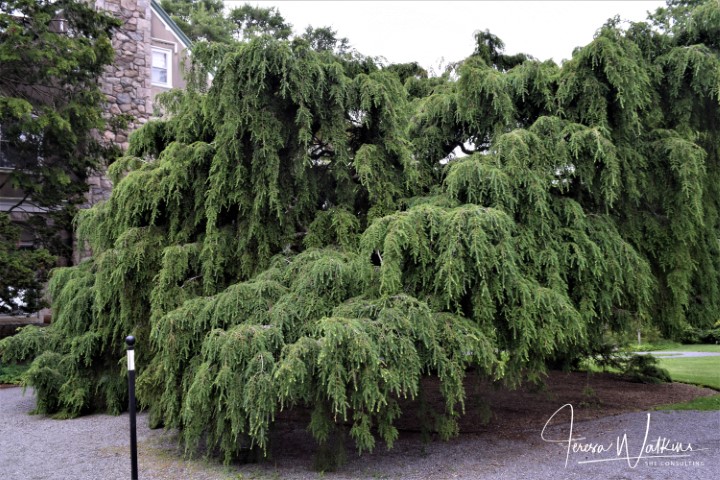 large weeping hemlock