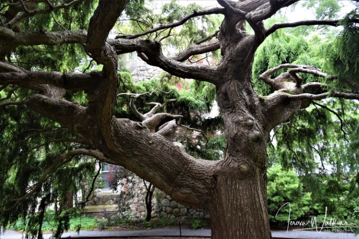 trunk of large weeping hemlock