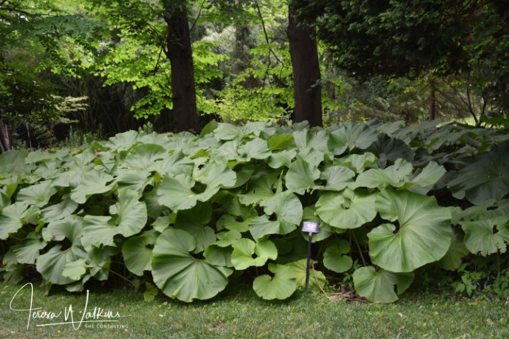 butterbur