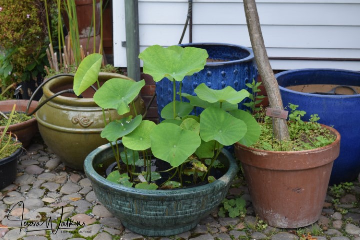 small lotus growing in a container