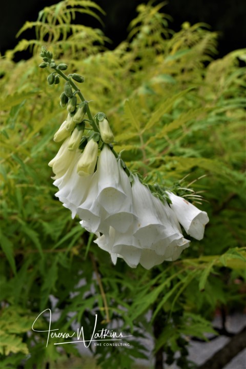 white foxglove