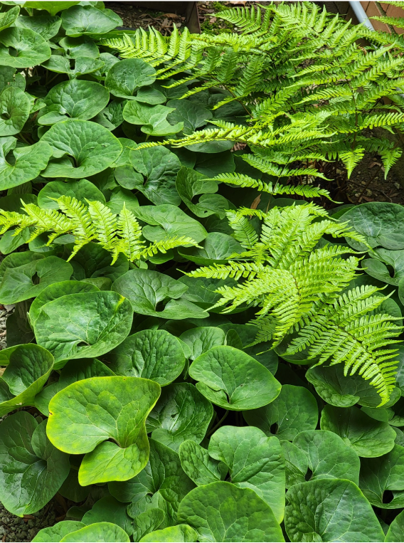 wild ginger next to a fern