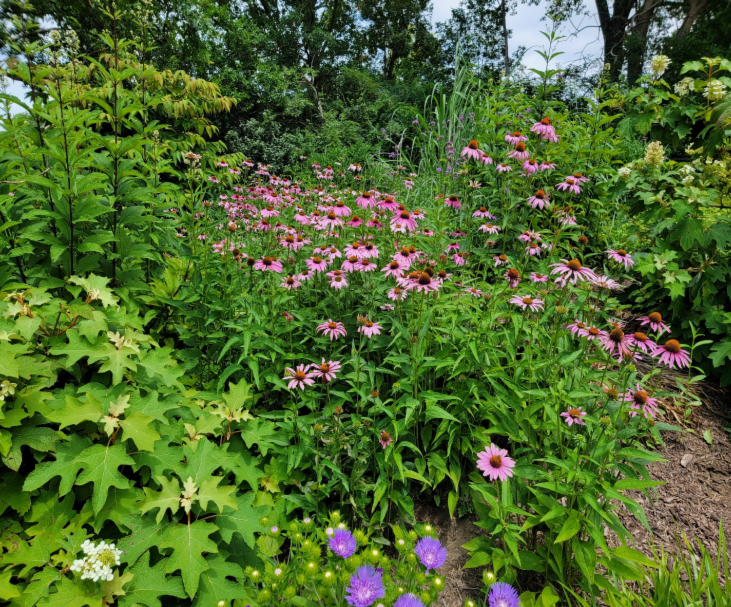 garden bed full of coneflowers