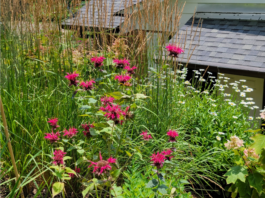 pink bee balm