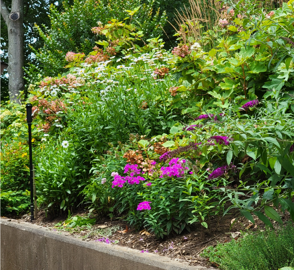 slope garden full of perennials