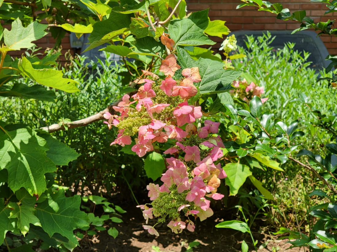 pink oakleaf hydrangea blooms