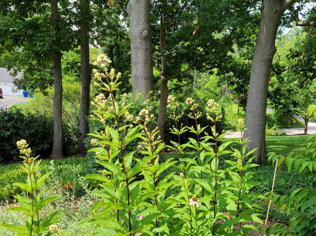 Joe Pye weed in front of tall trees