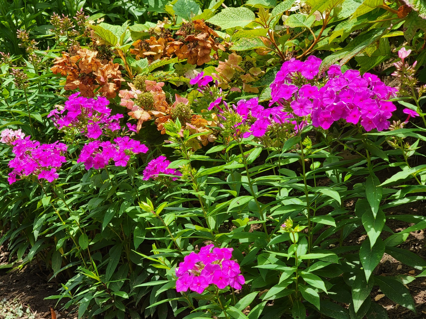 phlox in front of hydrangea