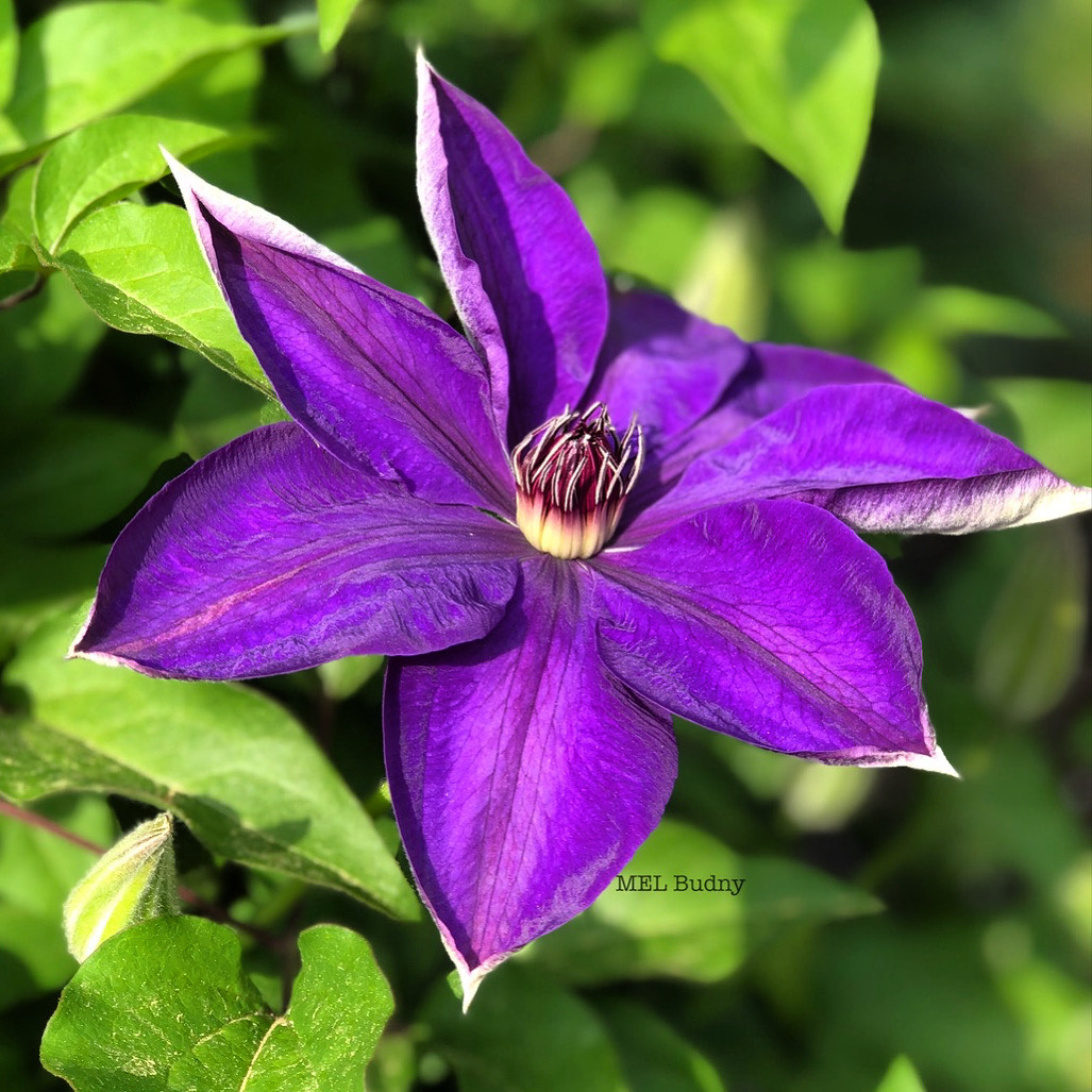 dark purple clematis flower