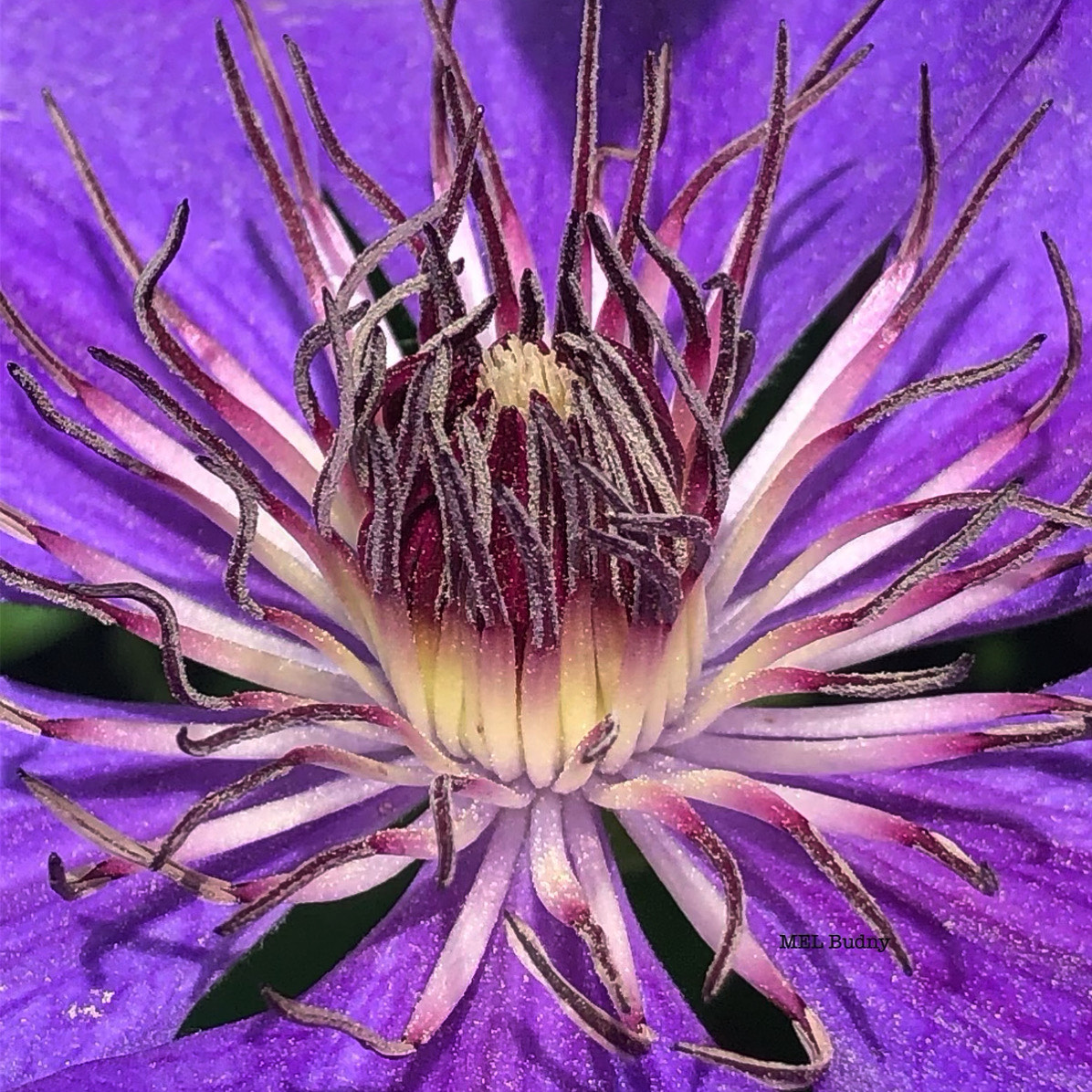 close up of purple clematis