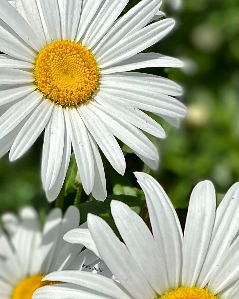 white daisy flowers