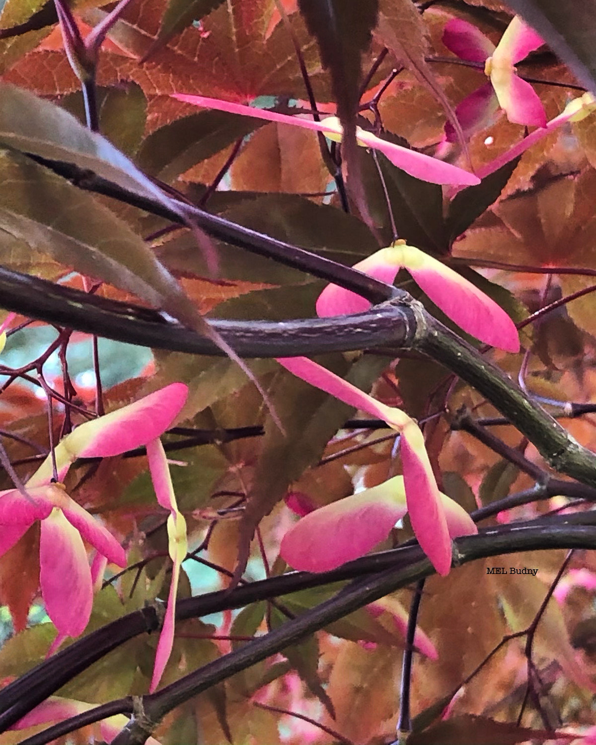 japanese maple seeds