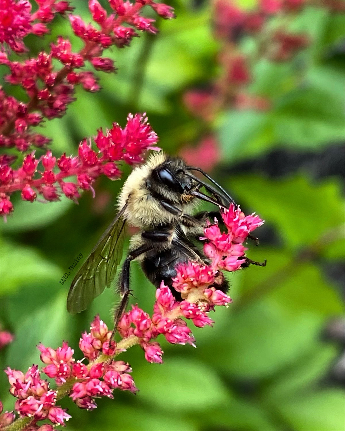 bumble bee on a pink flower bloom