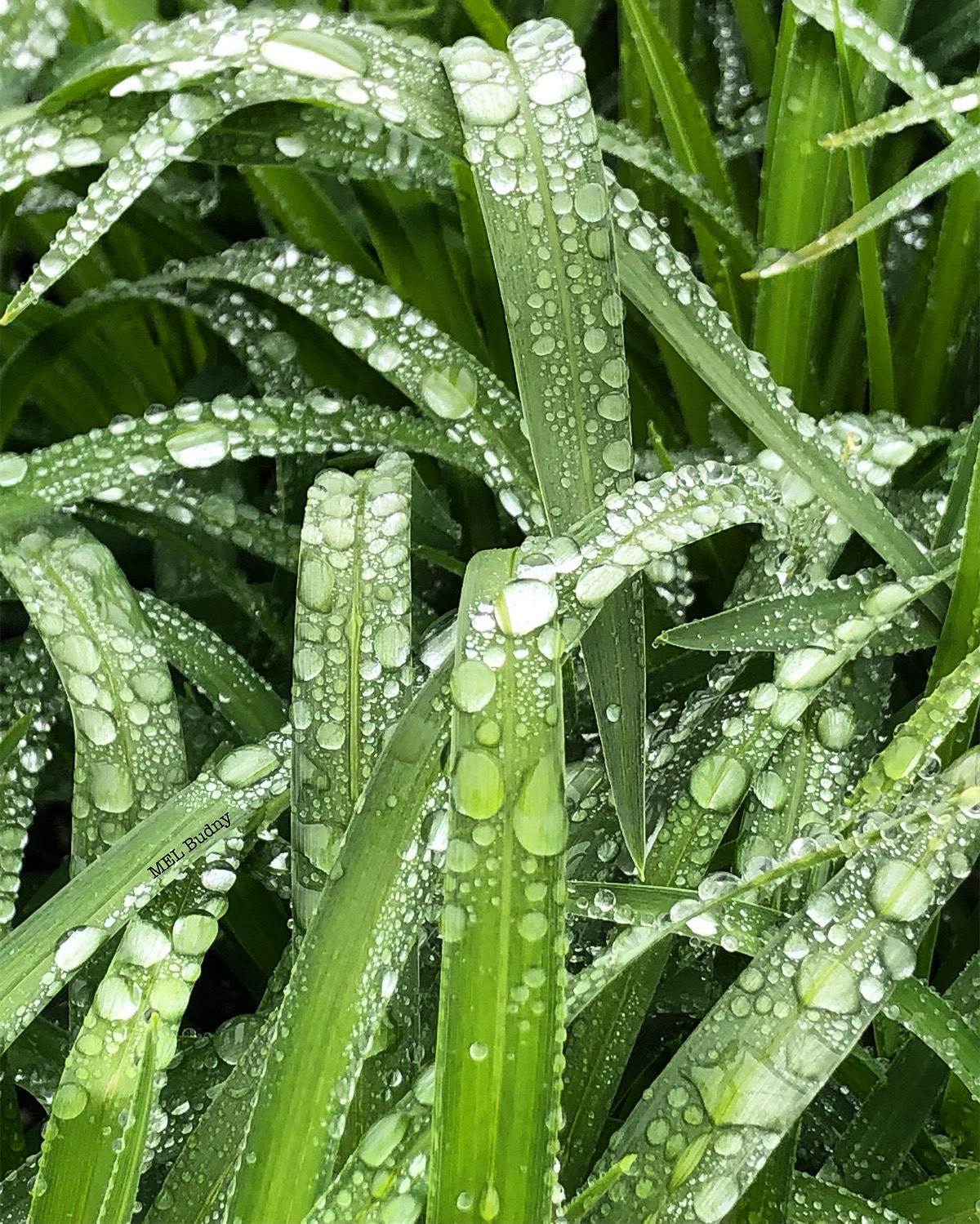 water droplets on blades of grass