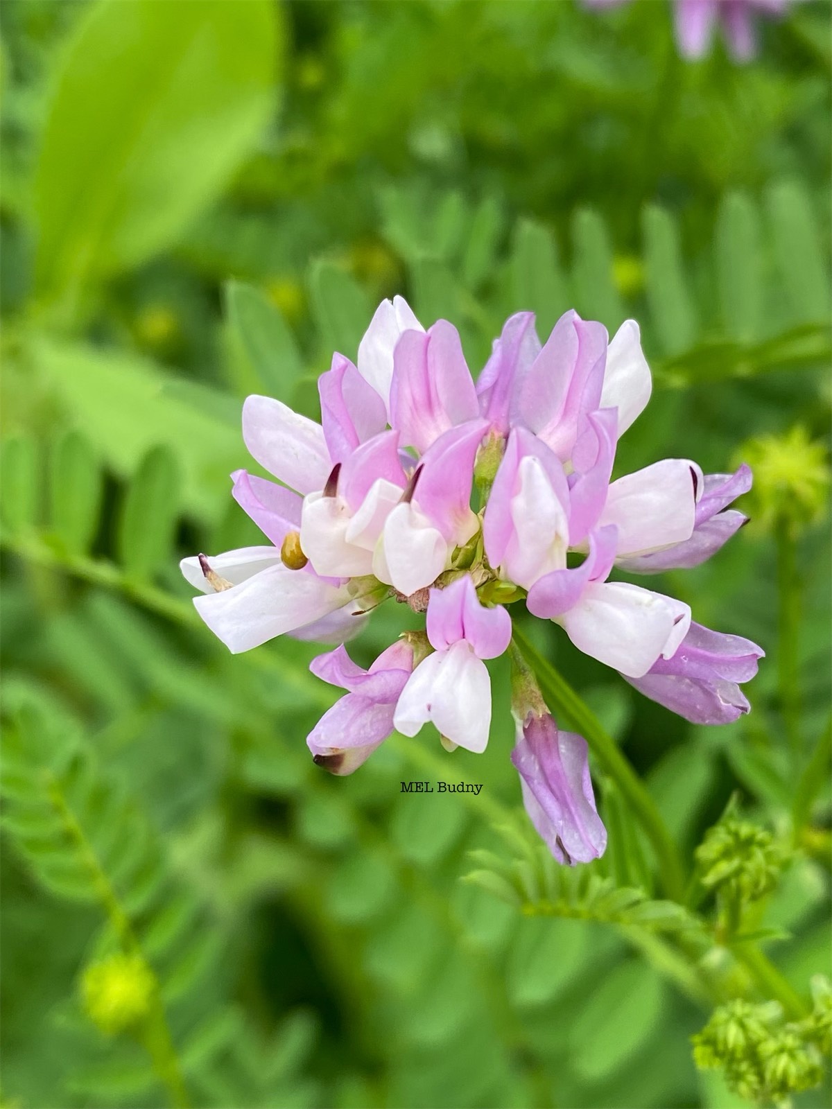 crown vetch flower