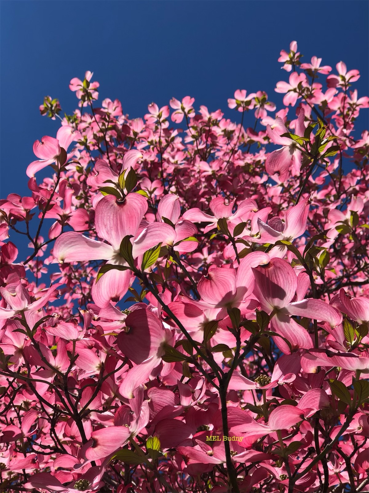 pink flowering dogwood