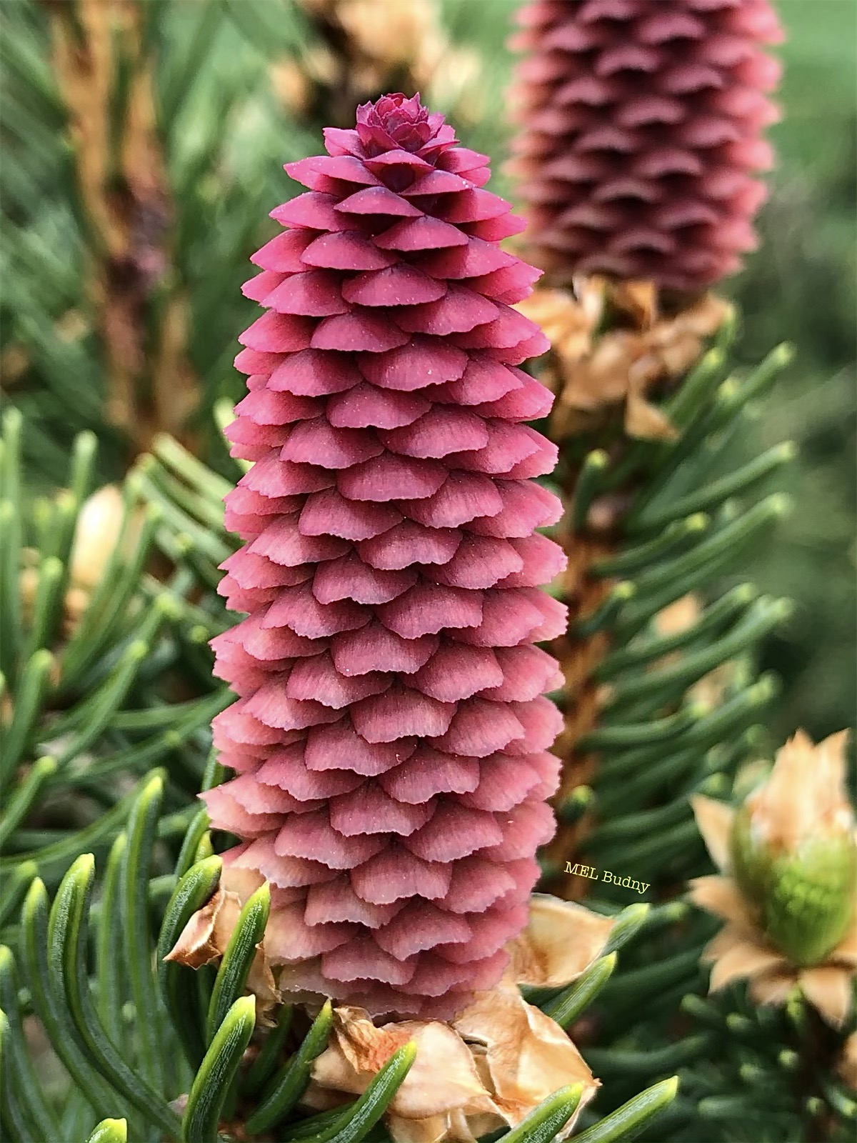 young female cones of a Norway spruce