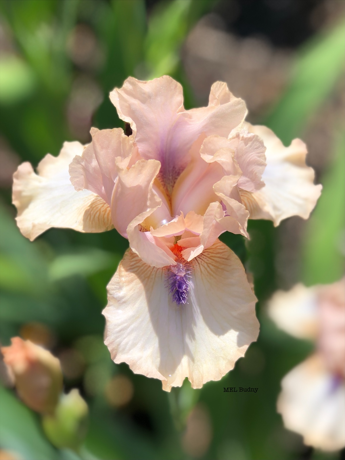 peach bearded irises