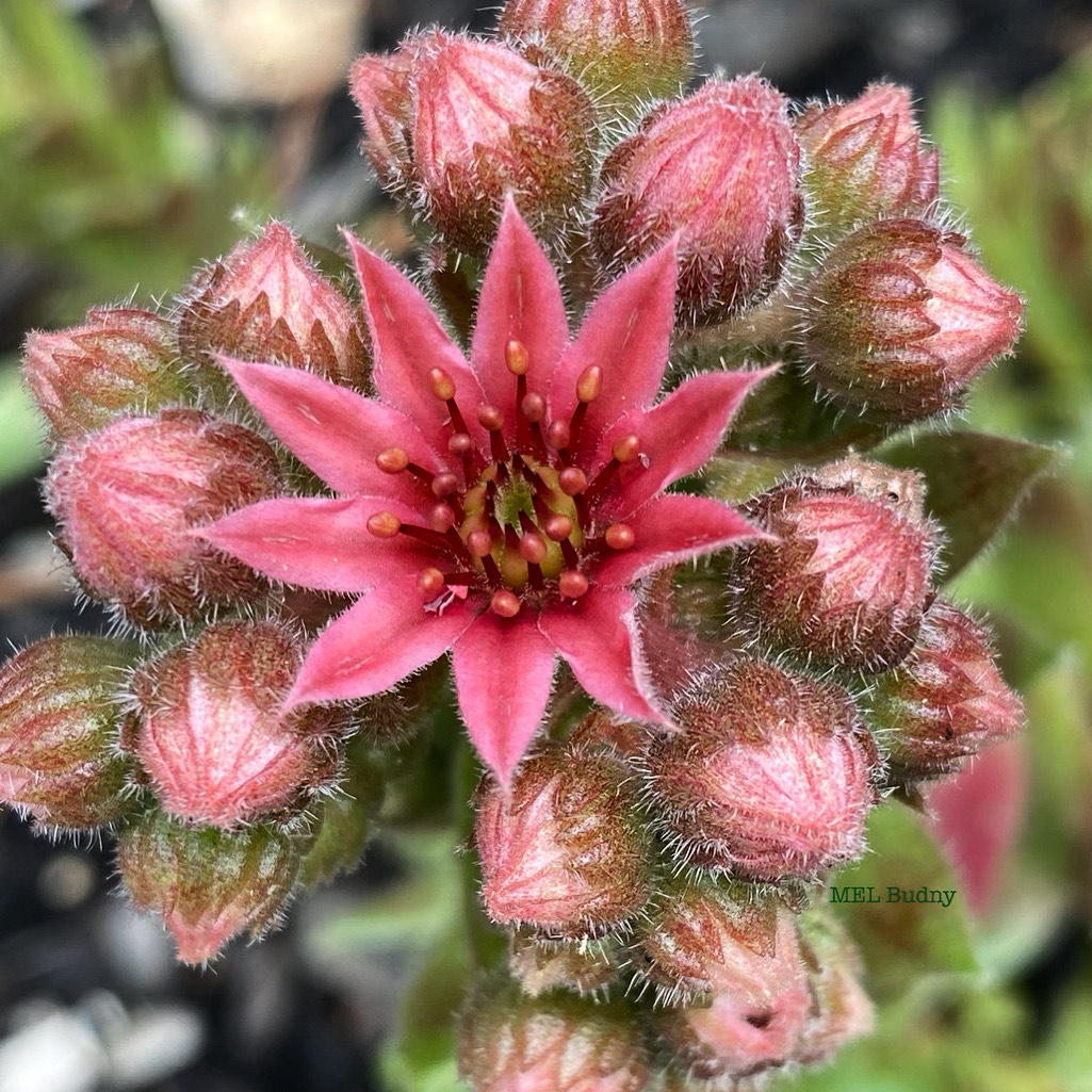 Hen-and-Chicks flower