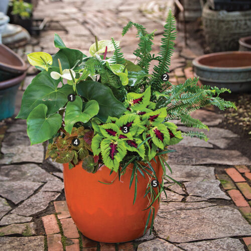 Tropical Inspiration for Shade Containers - Fine Gardening